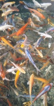 Koi kapre koi kapor jazierkové ryby koi Karas karasy - 2