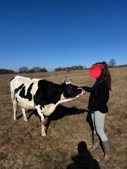 Holstein krava po prvom telení - 2