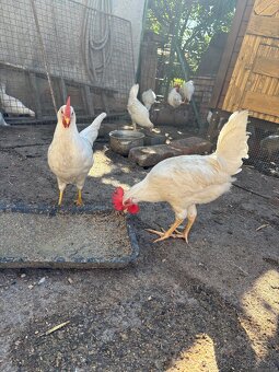 Leghorn kohúty 11-týždňové - 2