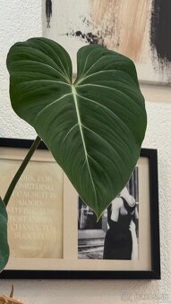 Philodendron Gloriosum - 2