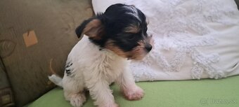 Yorkshire terier biewer - 2