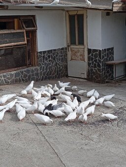 Biele poštové holuby - 2