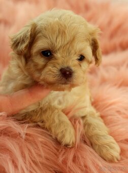 Maltipoo šteniatka - 2