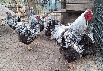 Predám kohúty Wyandotka - 2