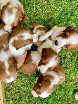 Welsh Springer Spaniel - šteniatka - 2