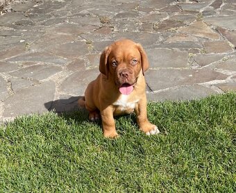 Bordo doga Dogue de Bordeaux - 2