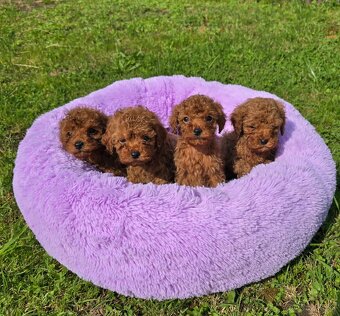 Pudlik, pudel toy-mini -Poodle - 2