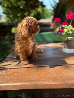 Cavapoo - 2