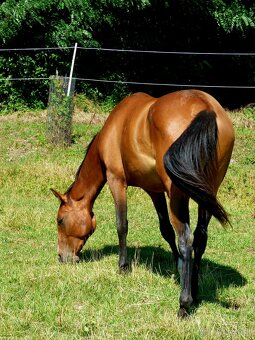 QH kobyla - 2