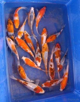 Koi kapor/ koi kapre/jazierkove ryby - 2