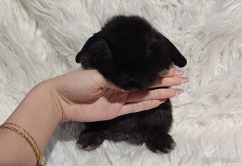 Minilop zakrslý zajačik- IHNEĎ K ODBERU - 2