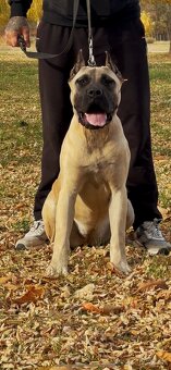 Presa Canario - 2