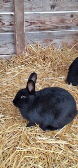 Predám malý chov mäsových králikov. - 2