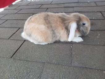 Zakrslý králik - 2