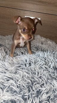 ČIVAVA ŠTENIATKÁ🐾 - 2