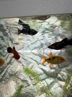 akvarijné rybičky - 2