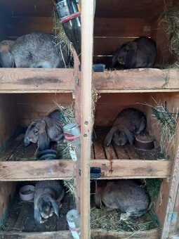 Predám králiky - 2