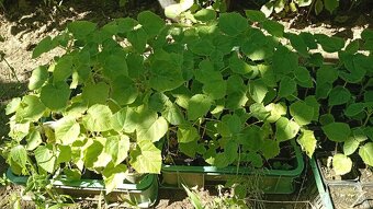 Paulownia Tomentosa - 2