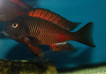Tropheus nkonde bright yellow, moliro , maswa , ikola - 2