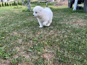 Samojed - 2