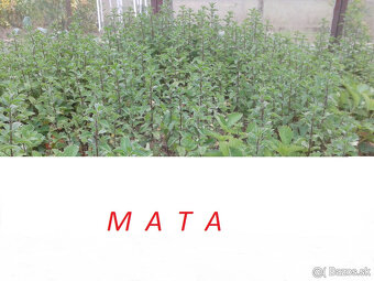 PREDAM MARHULOVE KOSTKY - 2025, MATU - 2