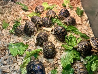 Korytnačka leopardia - 2