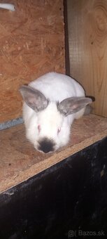 Kalifornský kralik - 2