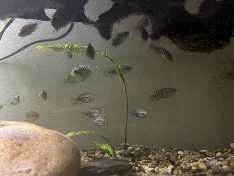 Parachromis managuensis - 2