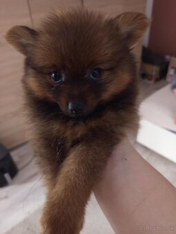 Pomeranian spic - 2