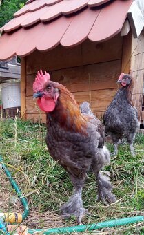 Kohúty marans modrý, čierny - 2