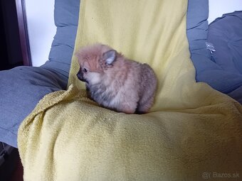 POMERANIAN - 2