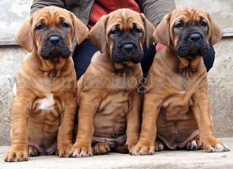 Tosa inu štěnata - přijímáme rezervace - 2