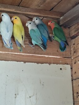 Agapornis Ružovohrdlý - 2