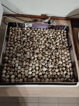 Prepeličie vajíčka - 2