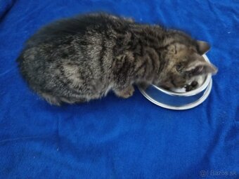 Nájdené mačiatko - 2