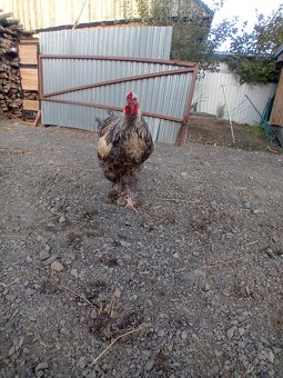 Predám kohúta - 2