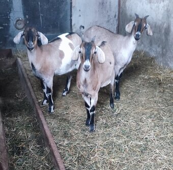 Predám 8 mesačne podielové AN kozičky - 2