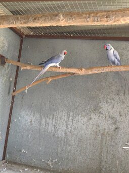 Alexaner maly opalin/h.ch,h.ch violet, modrý - 2