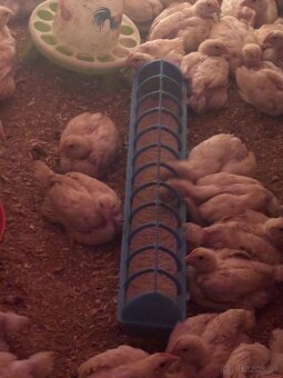 Predám brojlerove kurčatá - 2