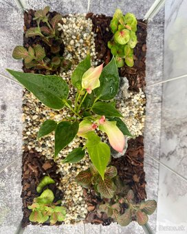Rastlinné terarium, biosféra, Florárium domček - 2