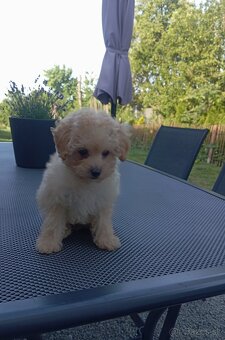 Pudel, trpasliči pudlik - 2