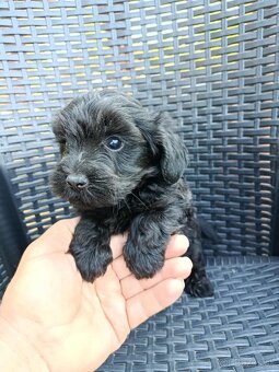 Yorkshirsky terier x toy pudel - /yorki poo/ - 2