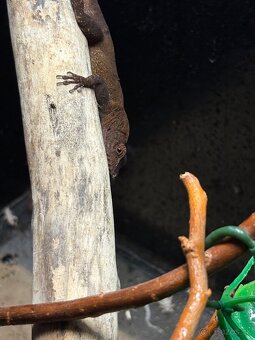 Anolis cristaleus - 2