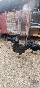 Predám Ayam cemani - 2