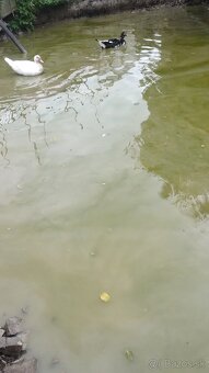 Predám čínskych kačerov. - 2