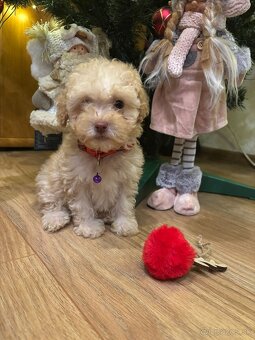 Pudel pudlik toy - 2