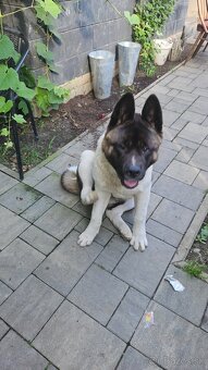 Predam psa americka akita - 2