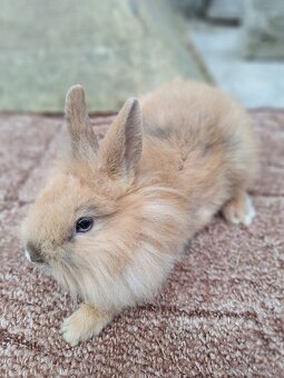 Zakrslé králiky - 2