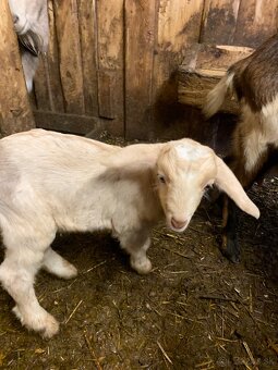 Rezervácia capkov - 2