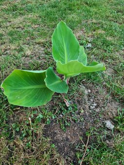 Banánovník lotosový - 2